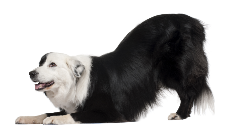 Border collie bowing