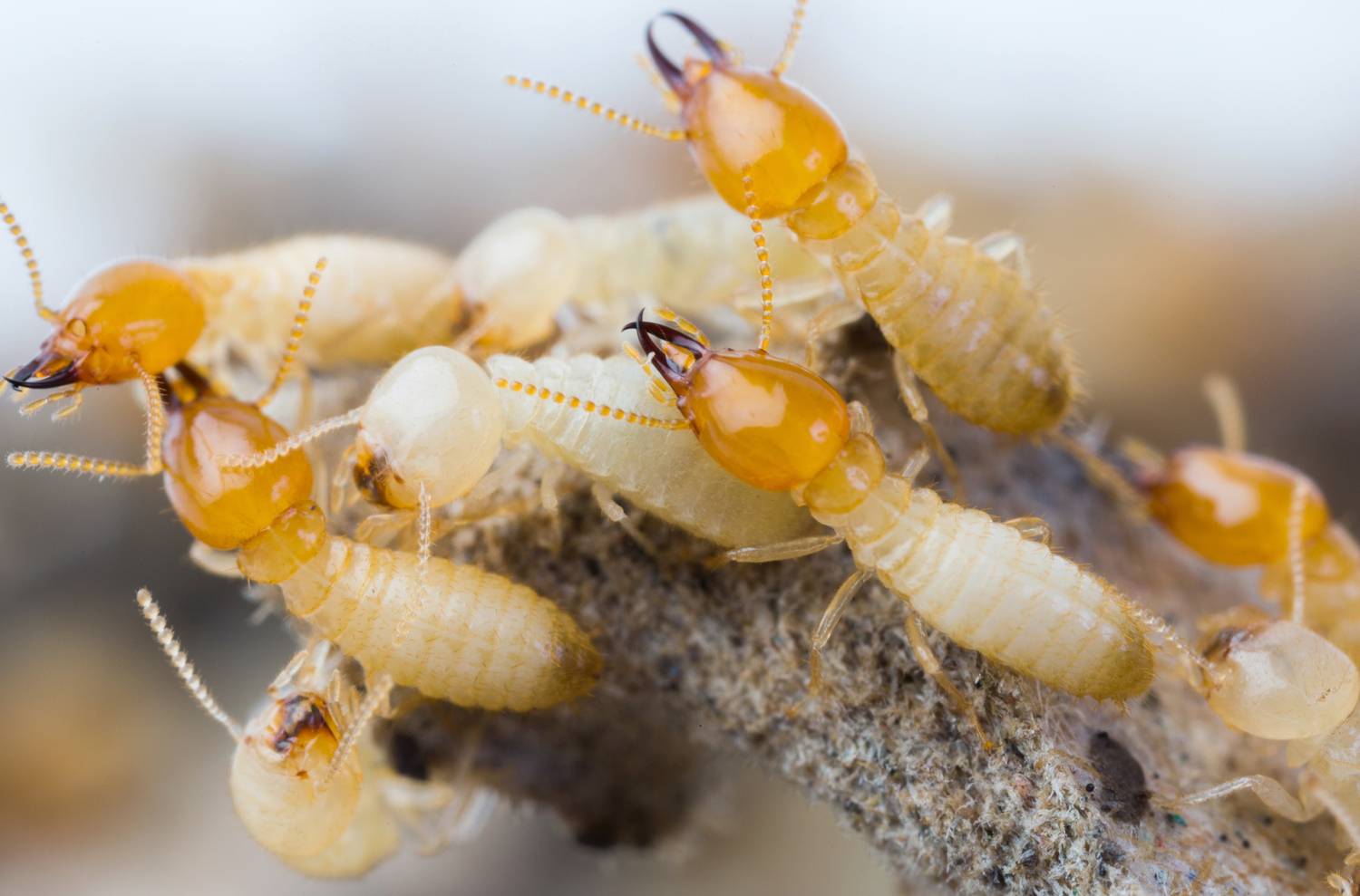 Termites in a group feeding