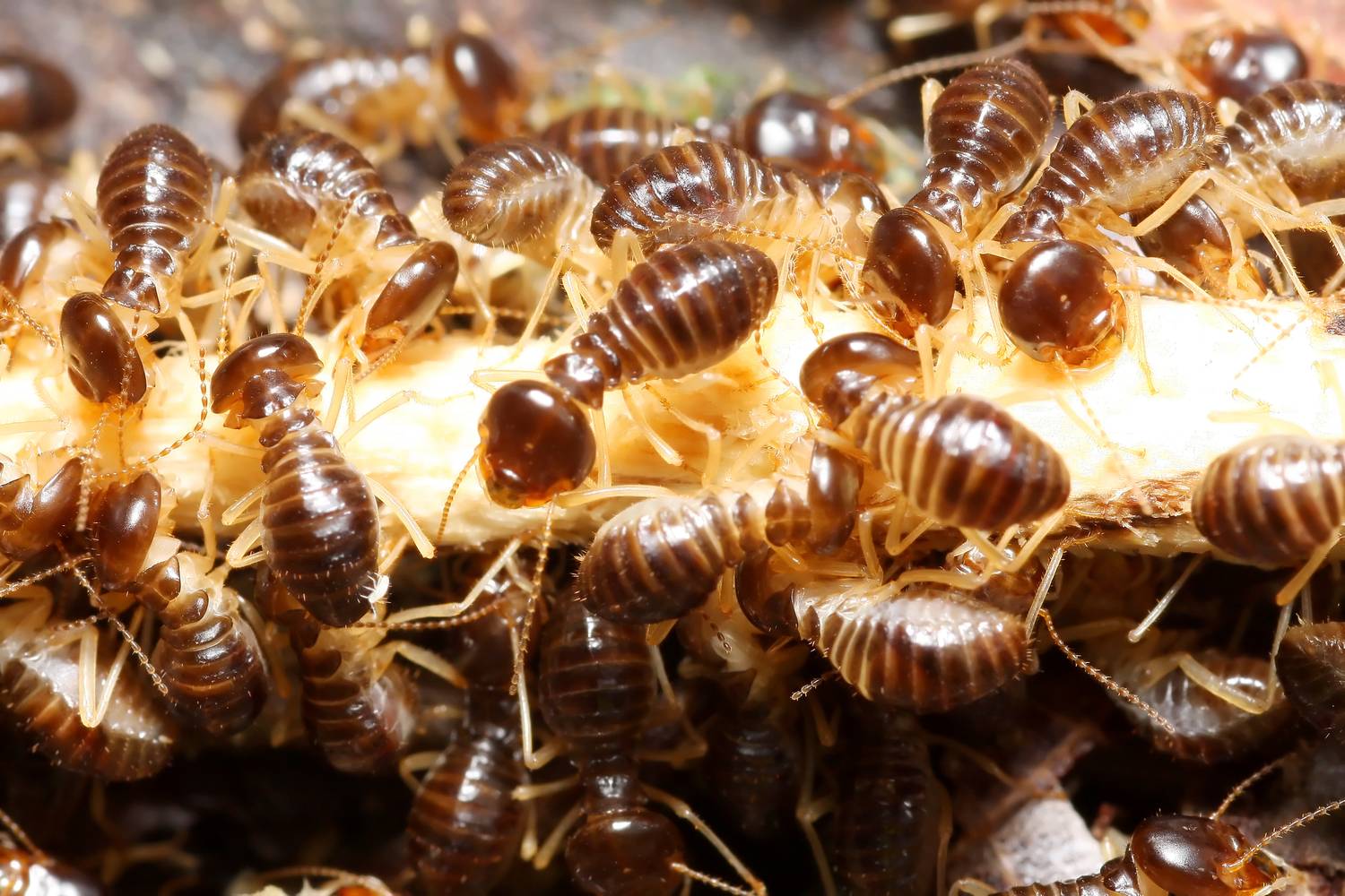 Termites destroying property