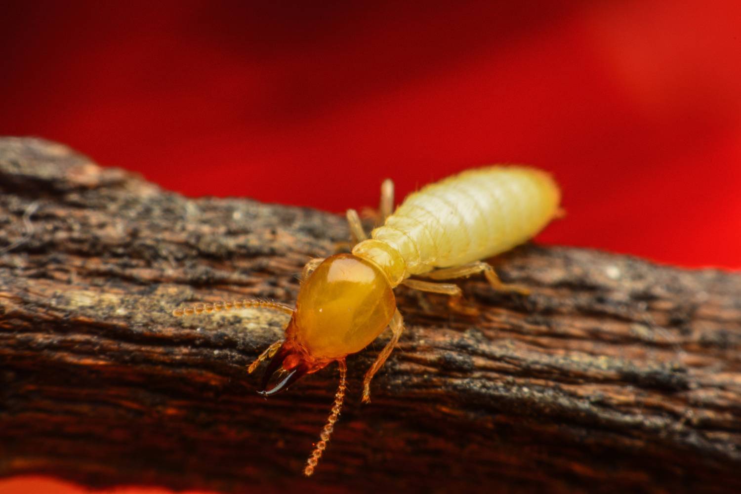 Single termite on piece of wood