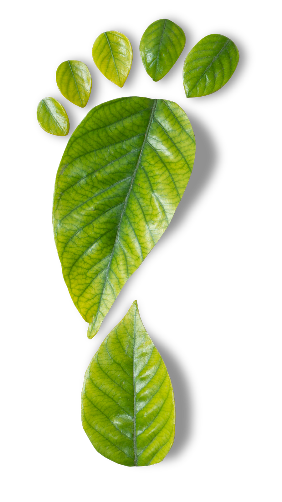 Pied vert composé de feuilles vertes et jaunes