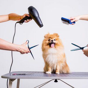WhatsApp marketing for pet grooming clinics