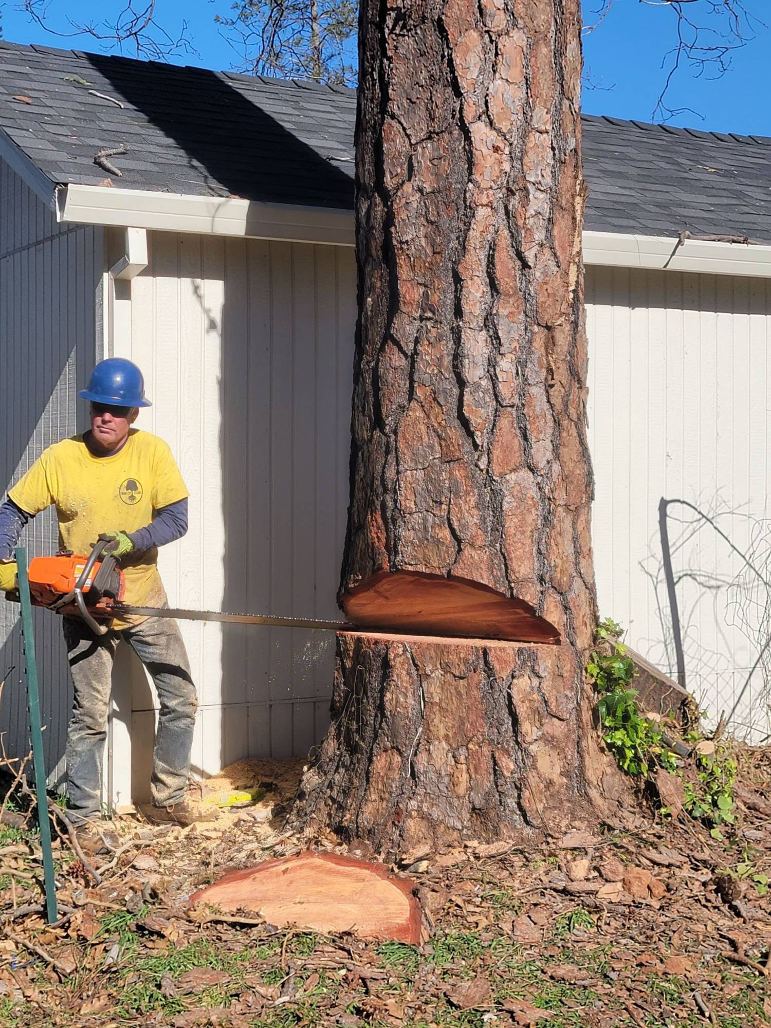 Tree Removal & Stump Grinding Service Tree of Eden Tree Service Chico, CA