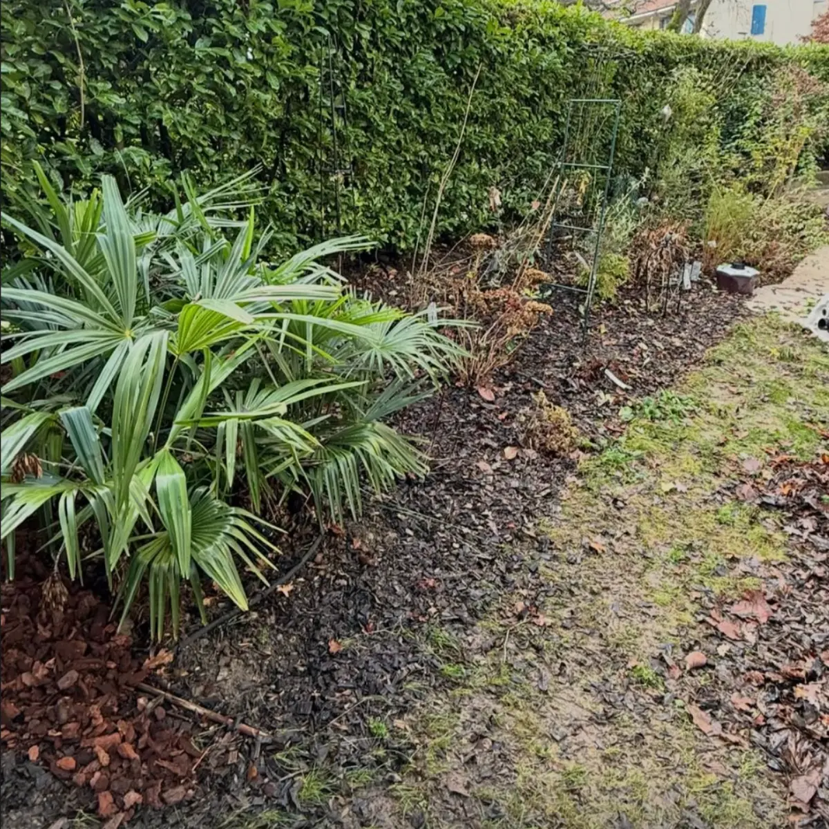 Jardin avant aménagement 1