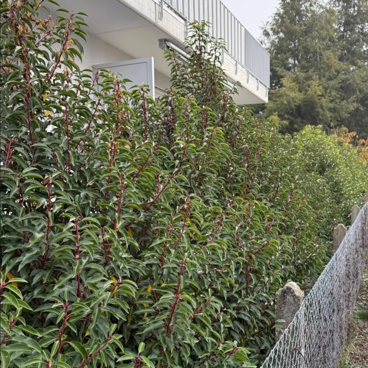 Terrasse béton avant