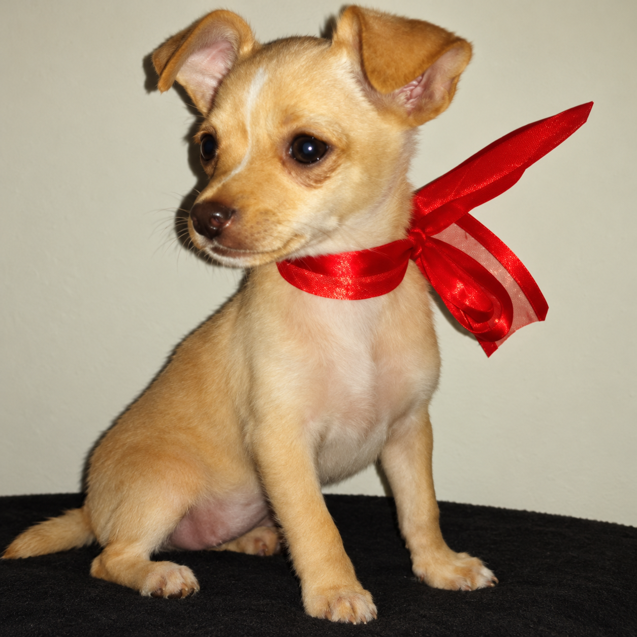 A small tan chihuahua puppy with a red bow