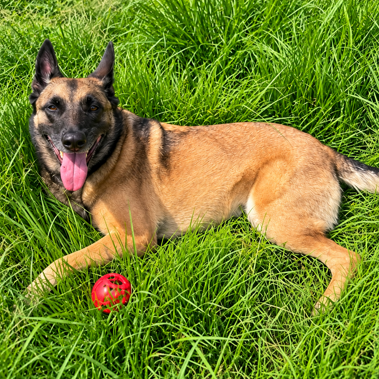 A Belgian Malinois resting in the grass with a red ball