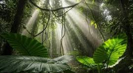 Rainforest Canopy