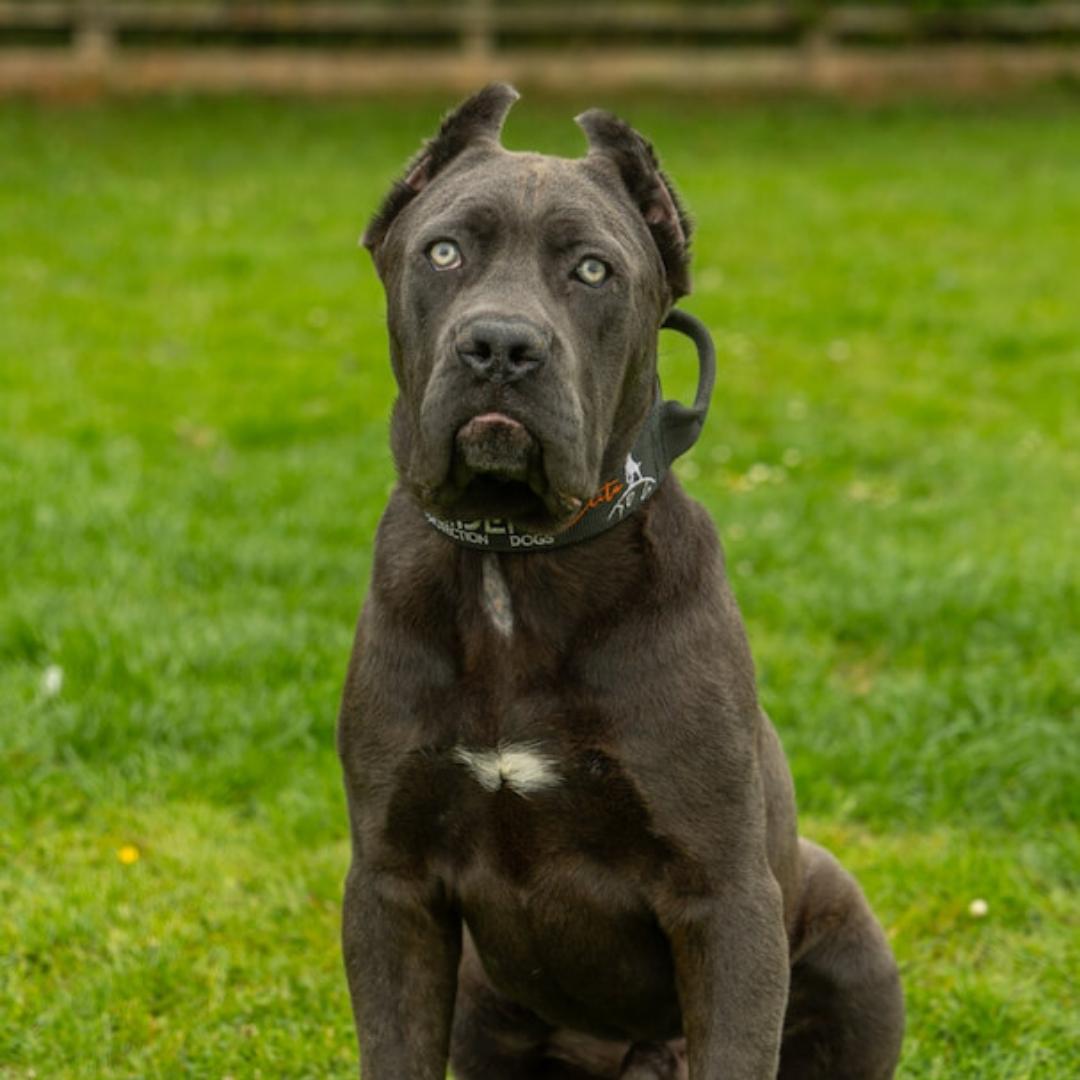 Cane Corso guardian