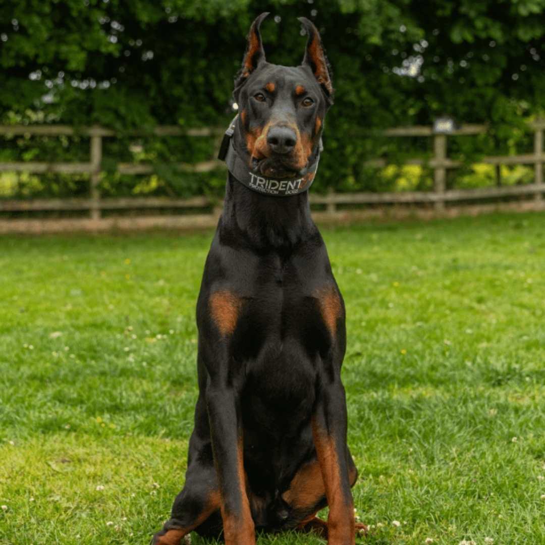 A Trident Elite Doberman guardian in an estate setting