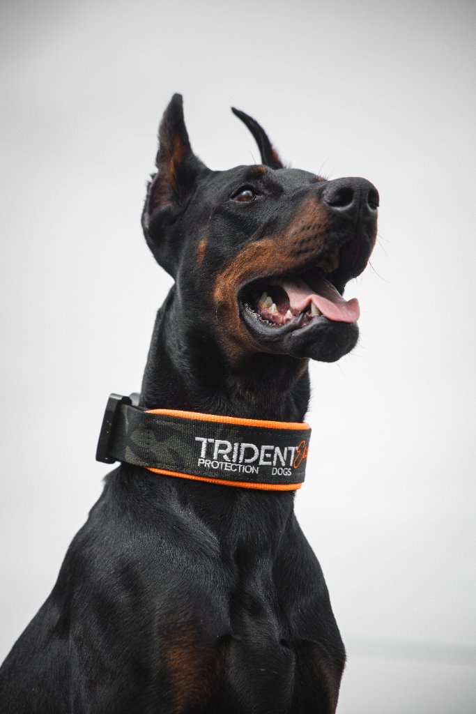 A powerful Doberman wearing a Trident Protection Dogs collar
