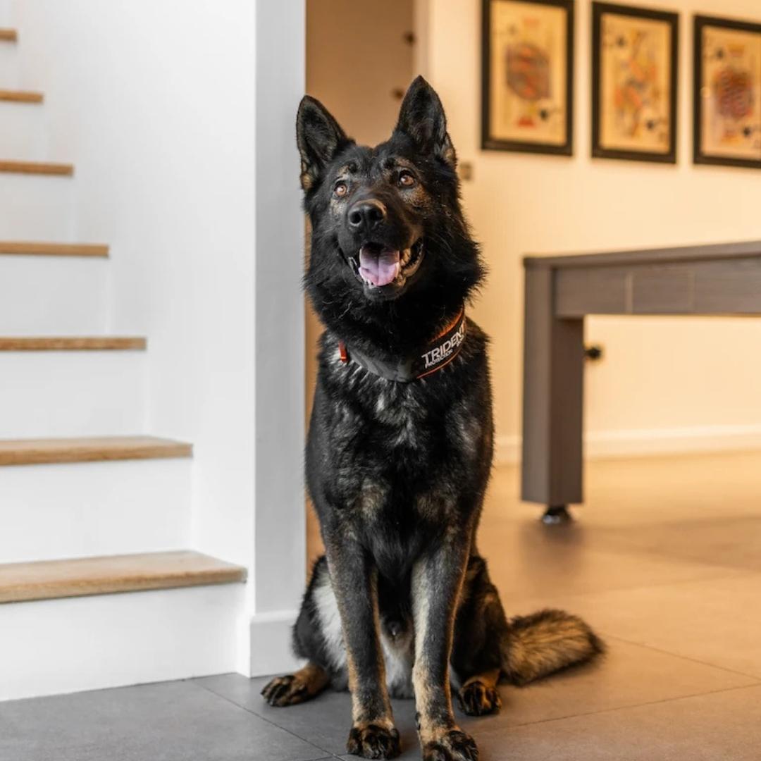 Enzo, an elite German Shepherd from Trident Protection Dogs