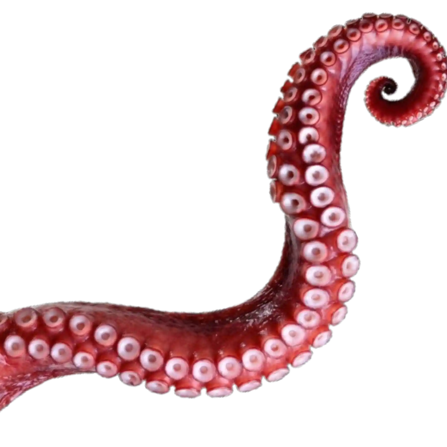 Decorative Octopus Tentacle
