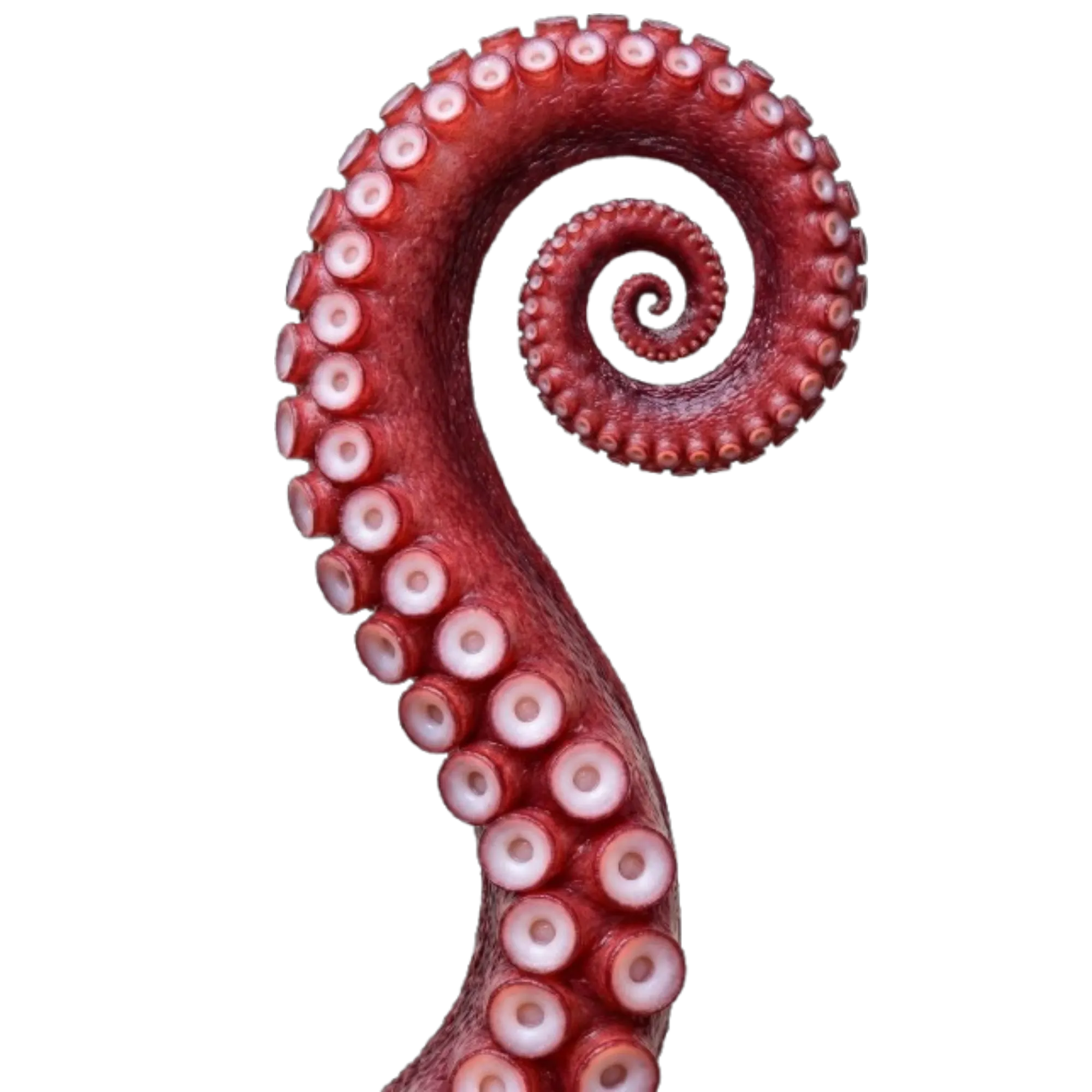 Decorative Octopus Tentacle Right