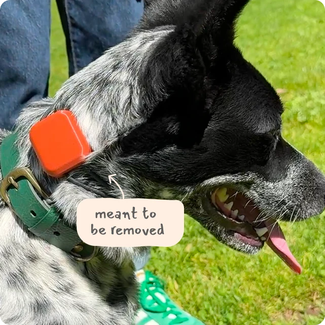 Static Correction Module on a dog collar