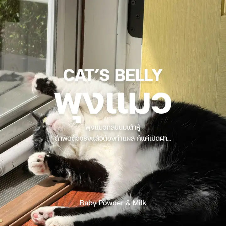 Cat's Belly