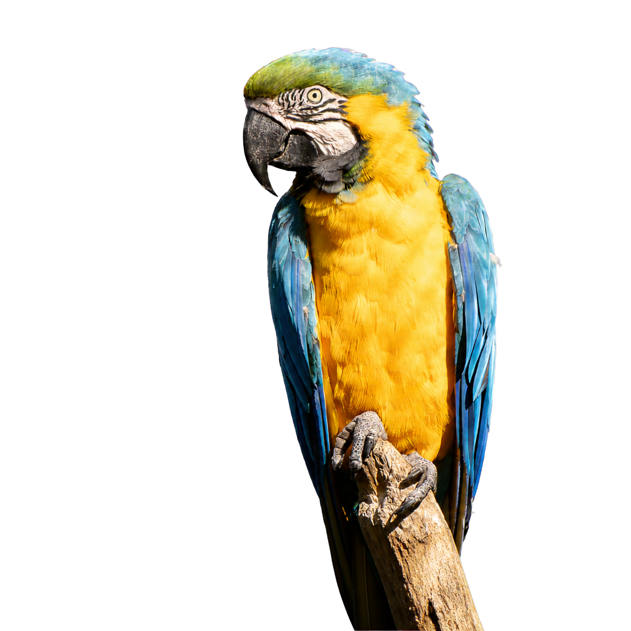 A blue-and-gold macaw perched on a branch